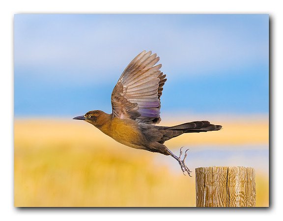 Take Off