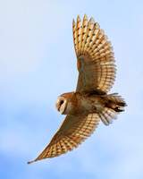 Barn Owl 198