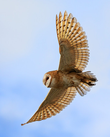 Barn Owl 198
