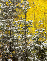 Aspen forest in Utah