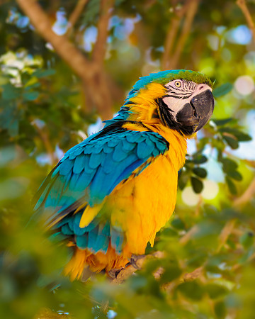 Parrot  237