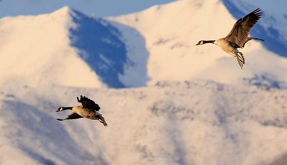 Canadian geese 436
