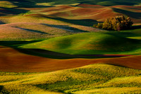 Colors of the Palouse