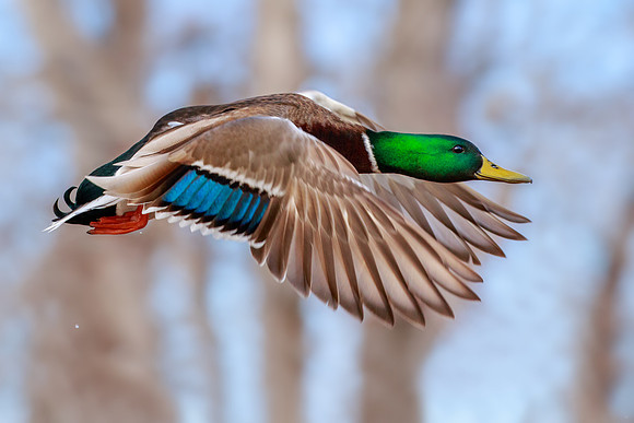 Drake Mallard 216