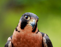 Peregrine Falcon  167