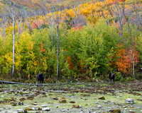Moose pair 212