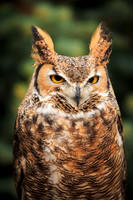 Great Horned Owl 037