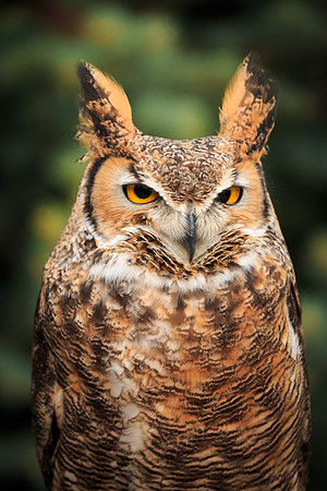 Great Horned Owl 037