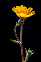 Desert Poppy