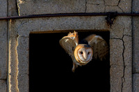 Barn Owl 045