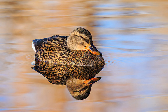 Hen Mallard 238