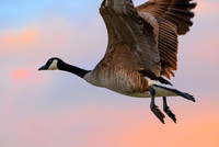 Canadian Goose 159