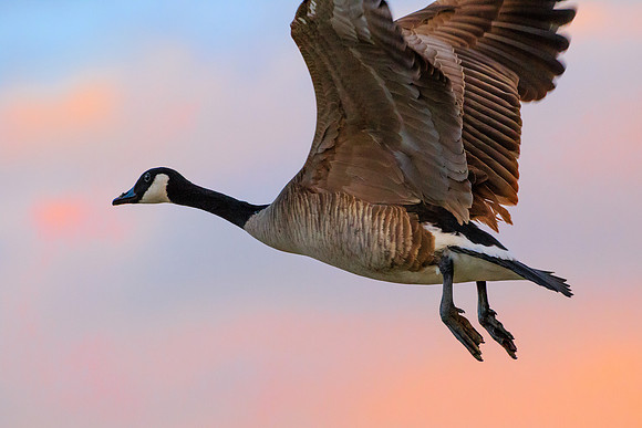 Canadian Goose 159