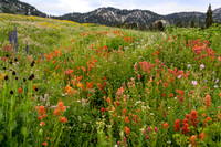 Wildflowers Little Cottonwood canyon Utah