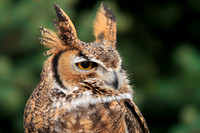 Great Horned Owl  069