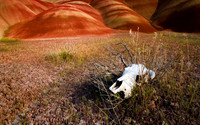 Painted hills Oregon