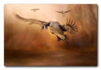 Coming in for a Landing