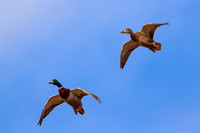 Mallards in flight 168