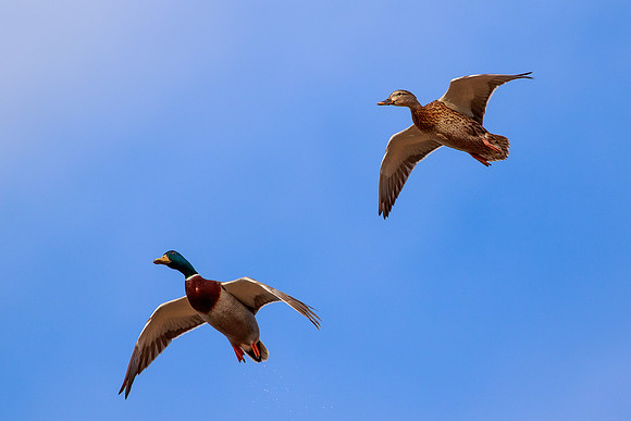 Mallards in flight 168