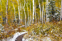 Aspen grove in the snow during fall