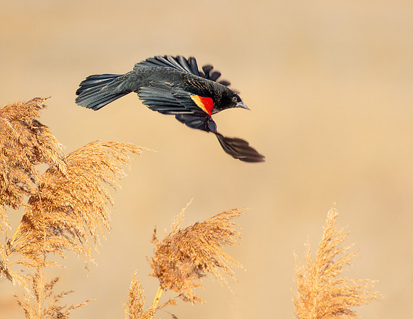 Red Winged Blackbird 090