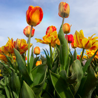 Tulip Splendor