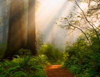 God rays streaming through Redwoods