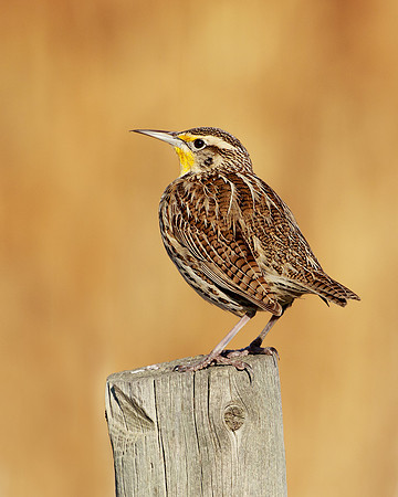 Western Meadowlark 118