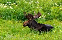 Bull Moose  109