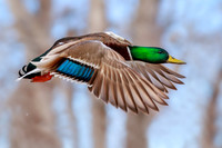 Drake Mallard 216