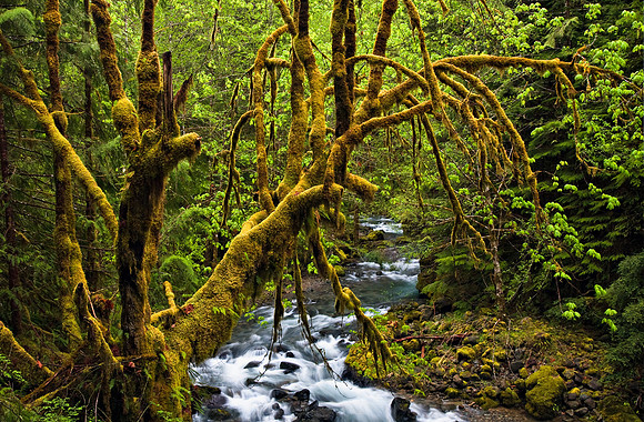 Champions Creek forest