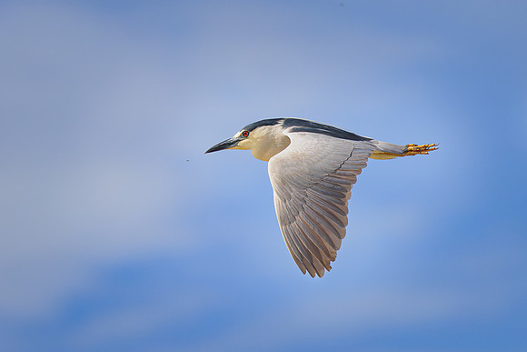 Black-Crowned-Night-Heron-flight