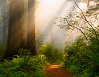 Into the Light