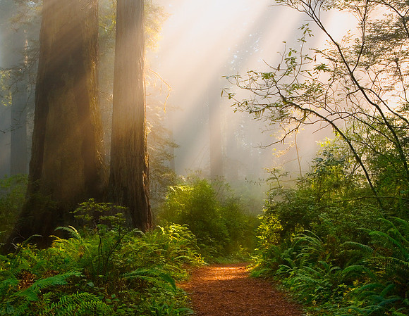 Into the Light