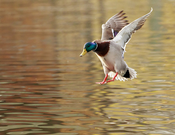 Drake Mallard 163