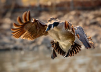 Canadian Goose 562
