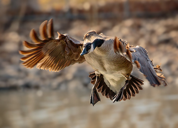 Canadian Goose 562
