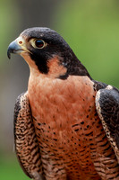 Peregrine Falcon  192