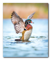 Stretching my wings