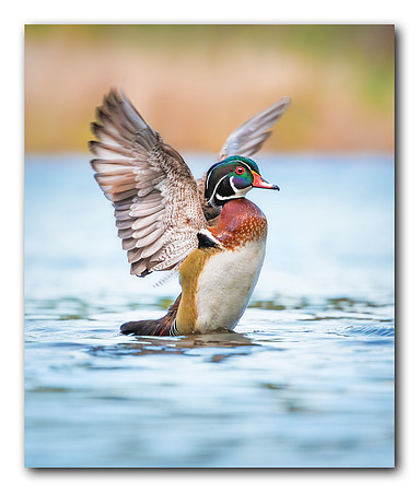 Stretching my wings