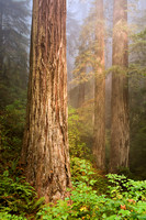 Redwoods in the Fog