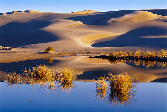 Oasis (1 of 1)