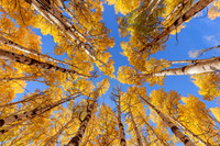 Reaching for the sky