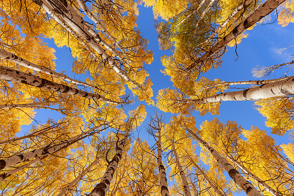 Reaching for the sky