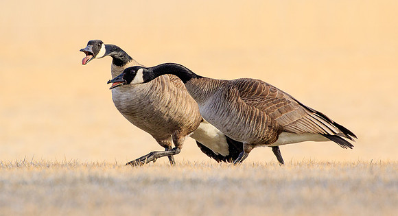 Canadian Geese 224